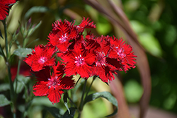 Rockin' Red Pinks (Dianthus 'PAS1141436') at Valley View Farms