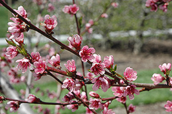 Reliance Peach (Prunus persica 'Reliance') at Valley View Farms
