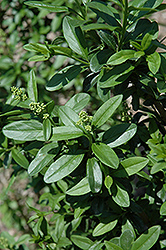 California Privet (Ligustrum ovalifolium) at Valley View Farms