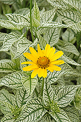 Sunburst False Sunflower (Heliopsis helianthoides 'Sunburst') at Valley View Farms