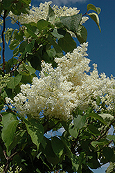 Ivory Silk Tree Lilac (tree form) (Syringa reticulata 'Ivory Silk (tree form)') at Valley View Farms