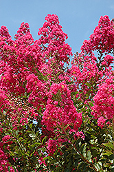 Tuskegee Crapemyrtle (Lagerstroemia 'Tuskegee') at Valley View Farms
