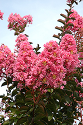 Sioux Crapemyrtle (Lagerstroemia 'Sioux') at Valley View Farms