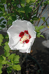 Red Heart Rose Of Sharon (Hibiscus syriacus 'Red Heart') at Valley View Farms