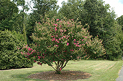 Tonto Crapemyrtle (Lagerstroemia 'Tonto') at Valley View Farms