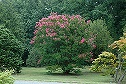 Hopi Crapemyrtle (Lagerstroemia 'Hopi') at Valley View Farms