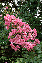 Choctaw Crapemyrtle (Lagerstroemia 'Choctaw') at Valley View Farms