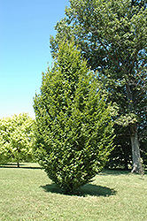 Frans Fontaine Hornbeam (Carpinus betulus 'Frans Fontaine') at Valley View Farms