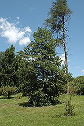 Southern Sweetbay Magnolia (Magnolia virginiana var. australis) at Valley View Farms