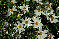 Cosmic Evolution Tickseed (Coreopsis 'Cosmic Evolution') at Valley View Farms