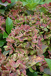 Pistachio Hydrangea (Hydrangea macrophylla 'Horwack') at Valley View Farms