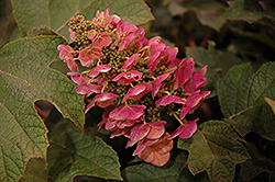 Ruby Slippers Hydrangea (Hydrangea quercifolia 'Ruby Slippers') at Valley View Farms