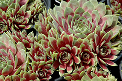 Commander Hay Hens And Chicks (Sempervivum 'Commander Hay') at Valley View Farms