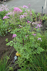 Black Stockings Meadow Rue (Thalictrum 'Black Stockings') at Valley View Farms