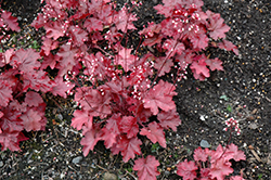 Fire Chief Coral Bells (Heuchera 'Fire Chief') at Valley View Farms