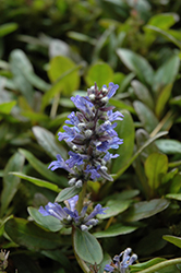 Blueberry Muffin Bugleweed (Ajuga reptans 'Blueberry Muffin') at Valley View Farms