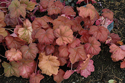 Southern Comfort Coral Bells (Heuchera 'Southern Comfort') at Valley View Farms