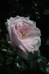 New Dawn Rose (Rosa 'New Dawn') at Valley View Farms