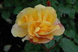 Tequila Rose (Rosa 'Meipomolo') at Valley View Farms