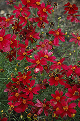 Red Satin Tickseed (Coreopsis 'Red Satin') at Valley View Farms