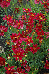Red Satin Tickseed (Coreopsis 'Red Satin') at Valley View Farms