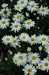 Whoops-A-Daisy Shasta Daisy (Leucanthemum x superbum 'Whoops-A-Daisy') at Valley View Farms
