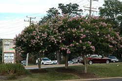 Choctaw Crapemyrtle (Lagerstroemia 'Choctaw') at Valley View Farms