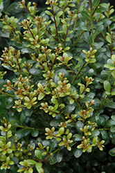 Compact Inkberry Holly (Ilex glabra 'Compacta') at Valley View Farms