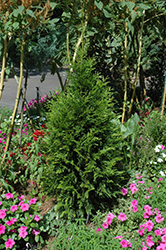 Steeplechase Arborvitae (Thuja 'Steeplechase') at Valley View Farms