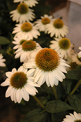 Snow Bomb Coneflower (Echinacea 'Snow Bomb') at Valley View Farms
