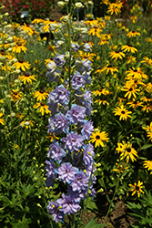 Delgenius Shelby Larkspur (Delphinium 'Shelby') at Valley View Farms