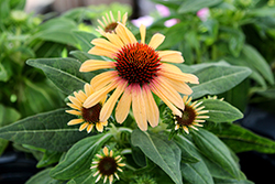 SunSeekers Tequila Sunrise Coneflower (Echinacea 'IFECSSTS') at Valley View Farms