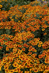 Salud Embers Sneezeweed (Helenium autumnale 'Balsaluemb') at Valley View Farms