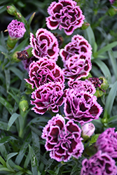 Sunflor Finesse Carnation (Dianthus caryophyllus 'Sunflor Finesse') at Valley View Farms