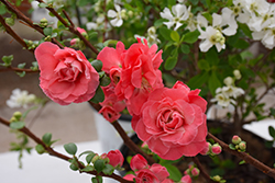 Double Take Pink Flowering Quince (Chaenomeles speciosa 'Pink Storm') at Valley View Farms