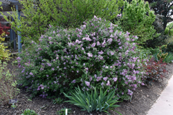 Bloomerang Lilac (Syringa 'Penda') at Valley View Farms