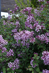 Bloomerang Lilac (Syringa 'Penda') at Valley View Farms