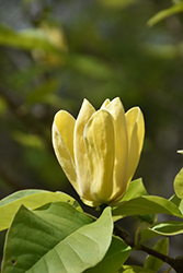 Yellow Bird Magnolia (Magnolia 'Yellow Bird') at Valley View Farms