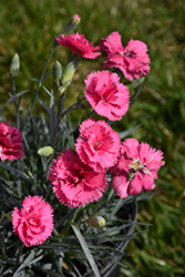 Scent First Eternity Pinks (Dianthus 'WP05 PP22') at Valley View Farms