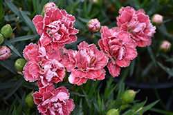 SuperTrouper Red and White Carnation (Dianthus caryophyllus 'SuperTrouper Red and White') at Valley View Farms