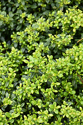 Soft Touch Japanese Holly (Ilex crenata 'Soft Touch') at Valley View Farms