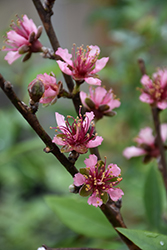 Red Gold Nectarine (Prunus persica var. nucipersica 'Red Gold') at Valley View Farms