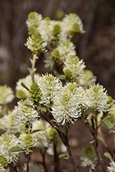 Mt. Airy Fothergilla (Fothergilla major 'Mt. Airy') at Valley View Farms