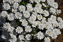 Whiteout Candytuft (Iberis sempervirens 'Whiteout') at Valley View Farms