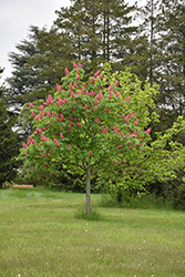 Fort McNair Red Horse Chestnut (Aesculus x carnea 'Fort McNair') at Valley View Farms