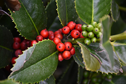 Liberty Holly (Ilex 'Conty') at Valley View Farms