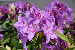 Boursault Rhododendron (Rhododendron catawbiense 'Boursault') at Valley View Farms