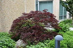Red Dragon Japanese Maple (Acer palmatum 'Red Dragon') at Valley View Farms