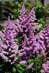 Little Vision In Purple Chinese Astilbe (Astilbe chinensis 'Little Vision In Purple') at Valley View Farms