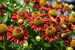 Mariachi Salsa Sneezeweed (Helenium autumnale 'Salsa') at Valley View Farms